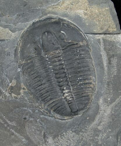 Elrathia Trilobite In Matrix - Utah #6729